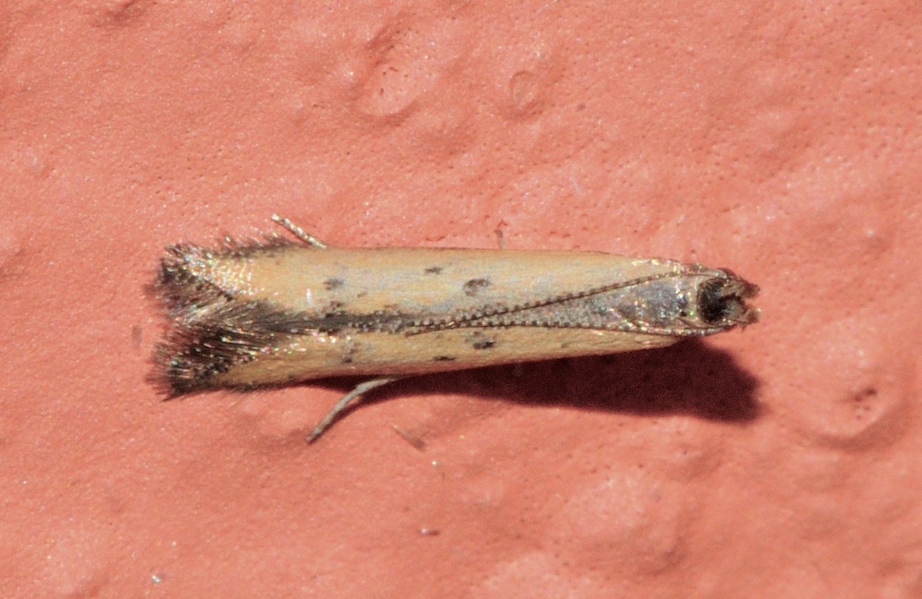 Crossobela trinotella (Gelechiidae)